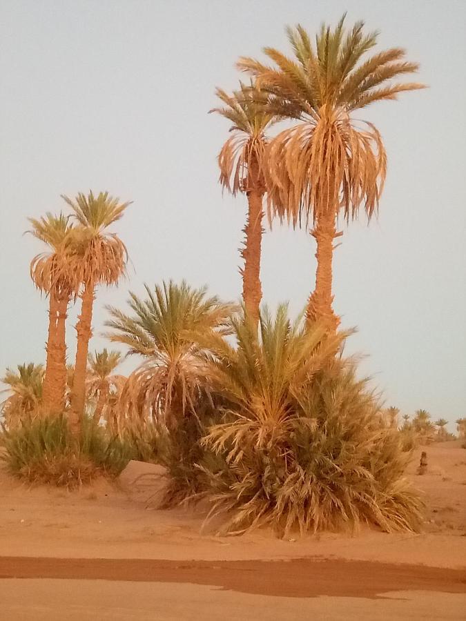 Sahara Peace Camp Ξενοδοχείο Zagora Εξωτερικό φωτογραφία