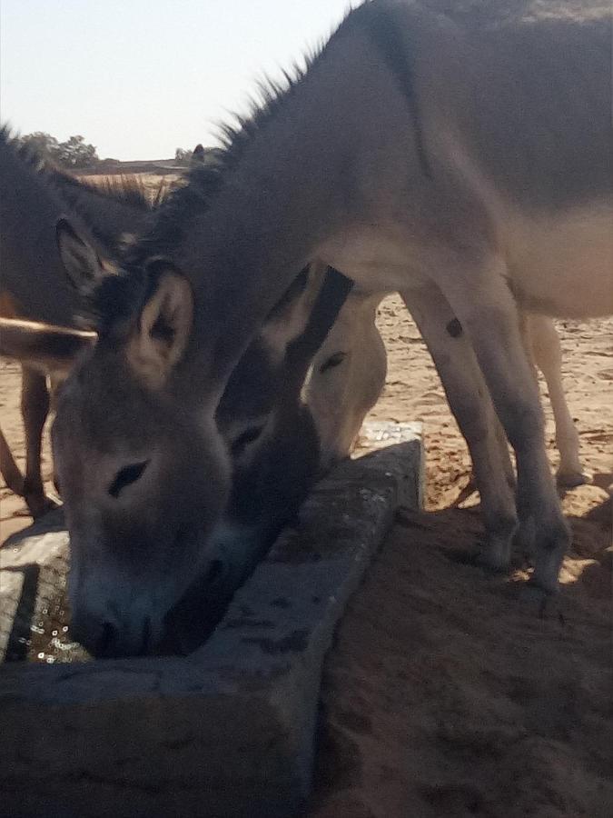Sahara Peace Camp Ξενοδοχείο Zagora Εξωτερικό φωτογραφία