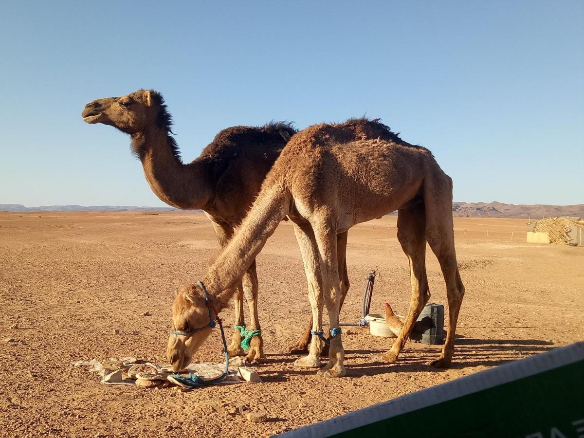 Sahara Peace Camp Ξενοδοχείο Zagora Εξωτερικό φωτογραφία