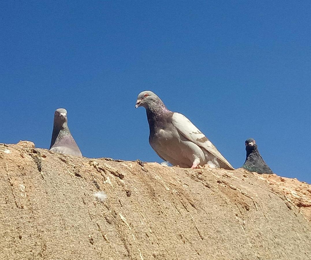 Sahara Peace Camp Ξενοδοχείο Zagora Εξωτερικό φωτογραφία