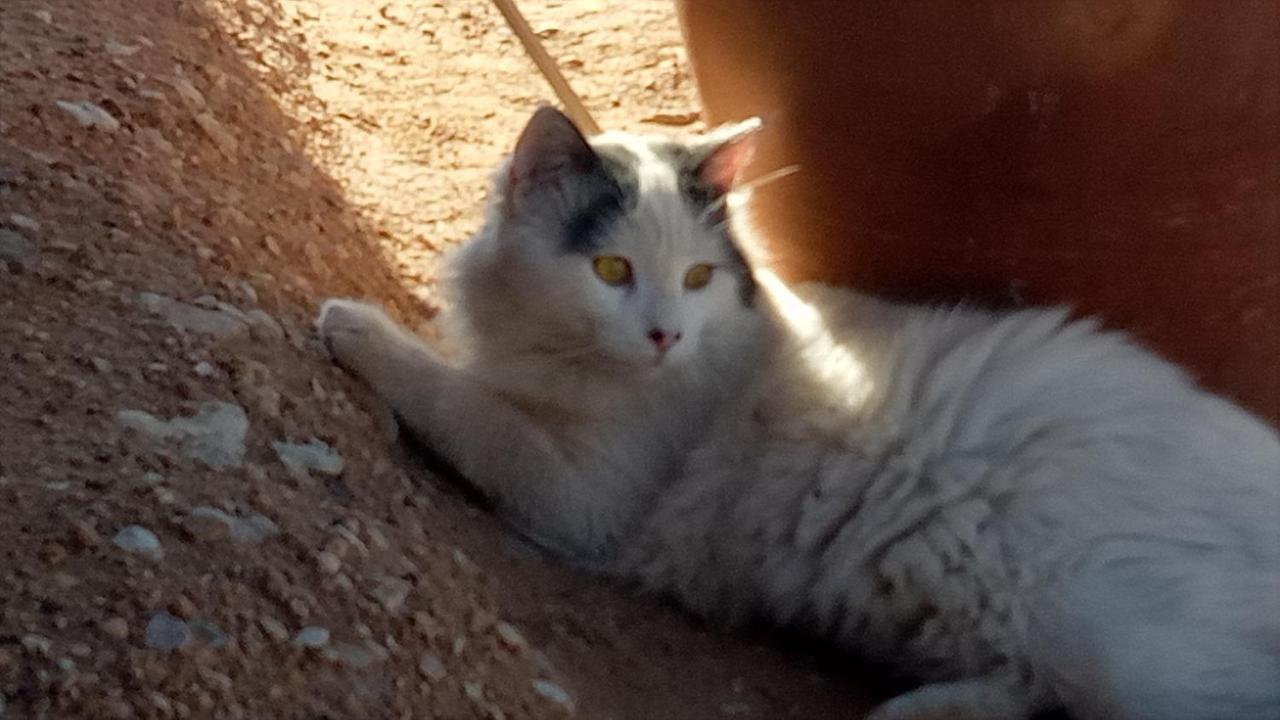 Sahara Peace Camp Ξενοδοχείο Zagora Εξωτερικό φωτογραφία