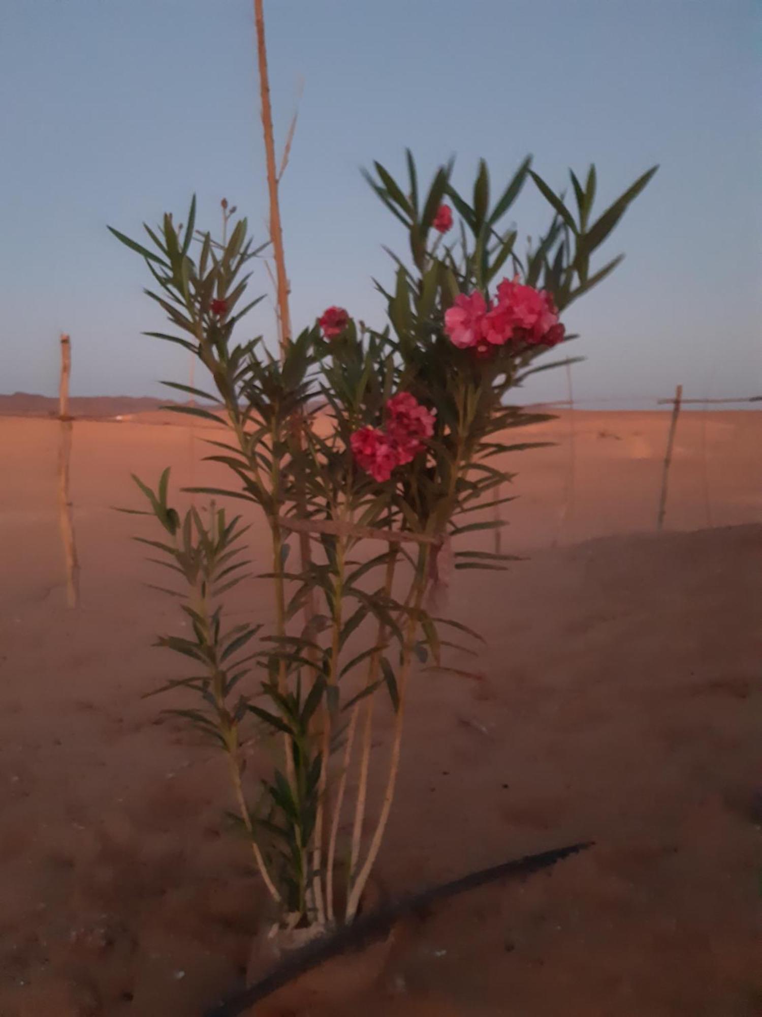 Sahara Peace Camp Ξενοδοχείο Zagora Εξωτερικό φωτογραφία